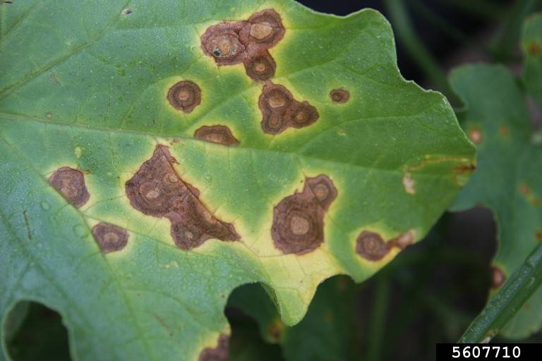 Alterneria cucumerina