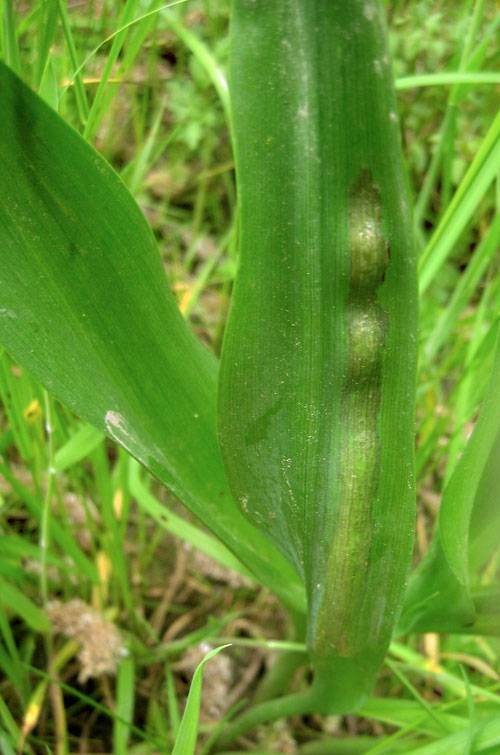 Urocystis colchici