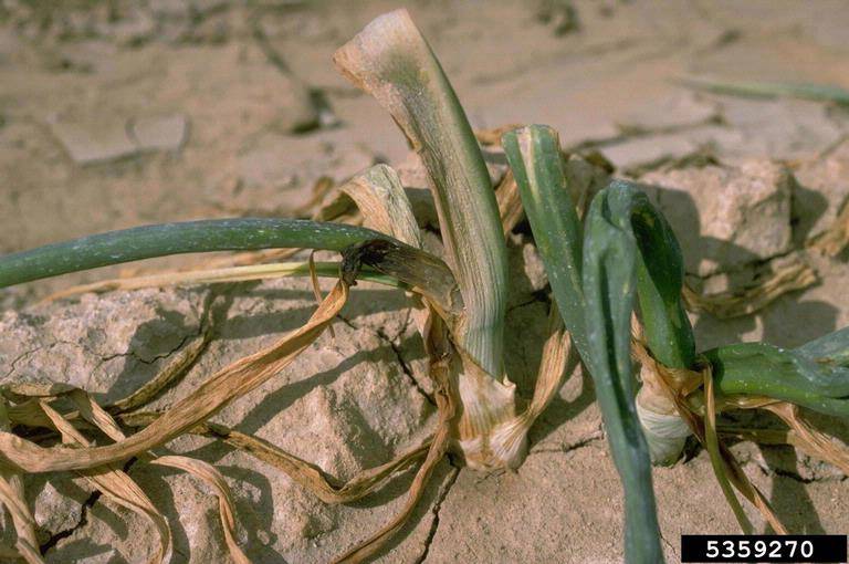Pseudomonas viridiflava