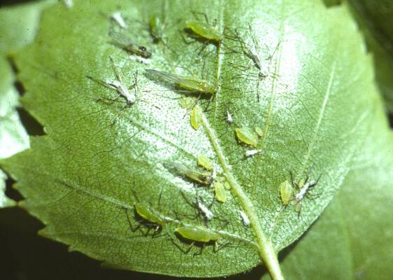 Aphis spp. Myzus spp