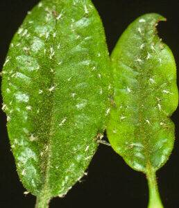 Aphis spp. Myzus spp