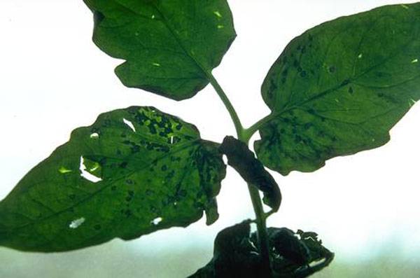Thrips Tabaci