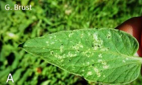 Thrips Tabaci