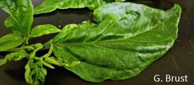 Thrips Tabaci