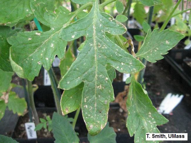 Thrips Tabaci