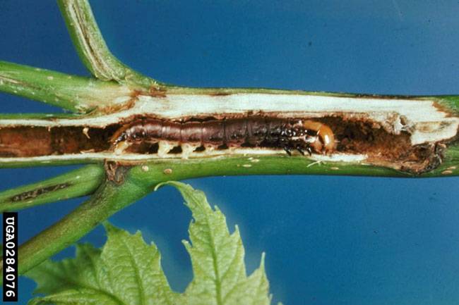 Papaipema nebris