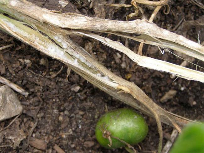 Sclerotinia sclerotiorum