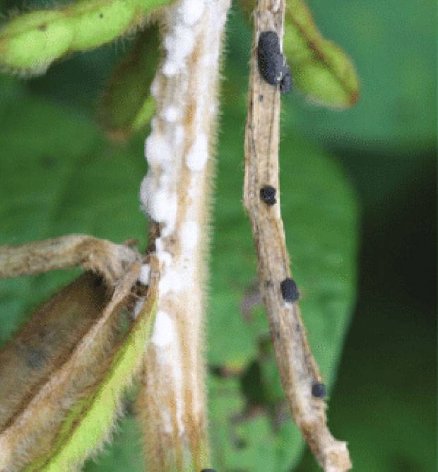 Sclerotinia sclerotiorum