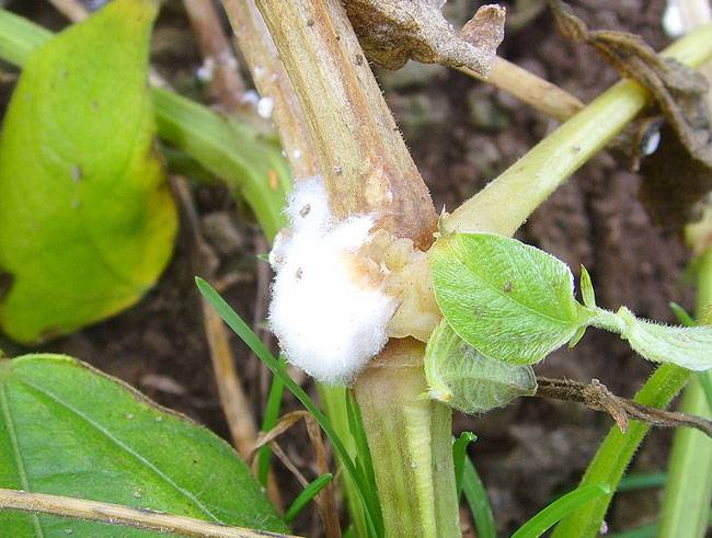 Sclerotinia sclerotiorum