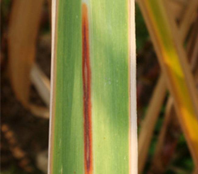 Glomerella tucumanensis