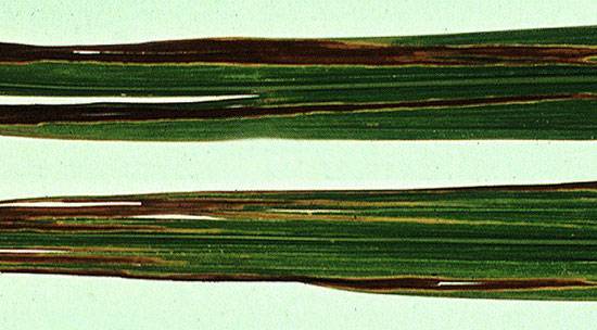 Xanthomonas albilineans 