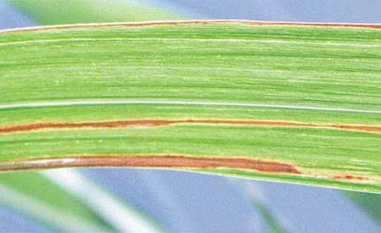 Xanthomonas albilineans 