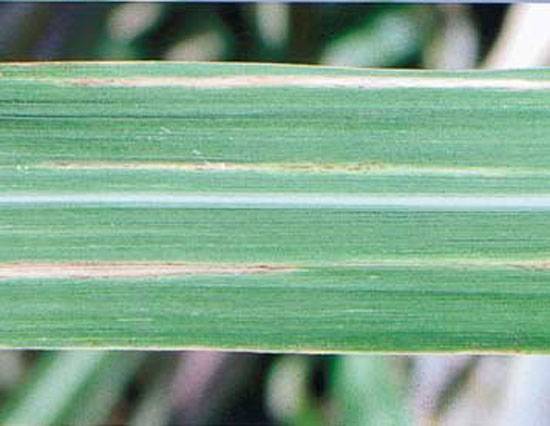 Xanthomonas albilineans 