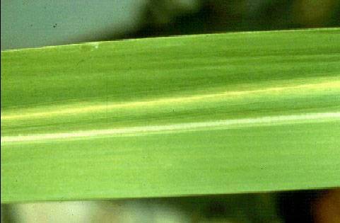 Xanthomonas albilineans 