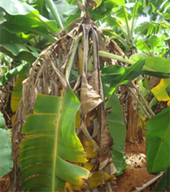 Fusarium oxysporum f.sp cubense