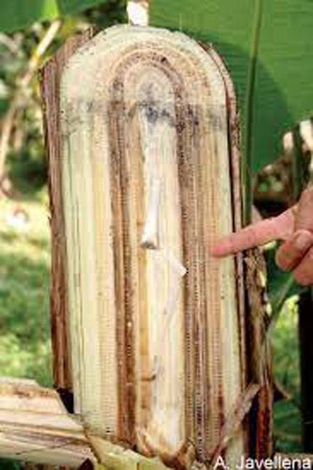 Fusarium oxysporum f.sp cubense
