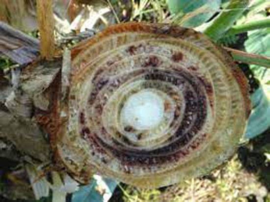 Fusarium oxysporum f.sp cubense