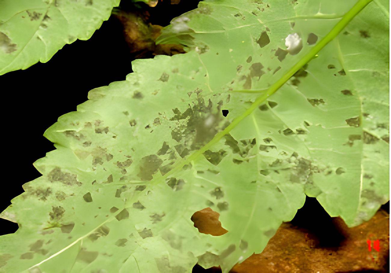 Cercospora malayensis