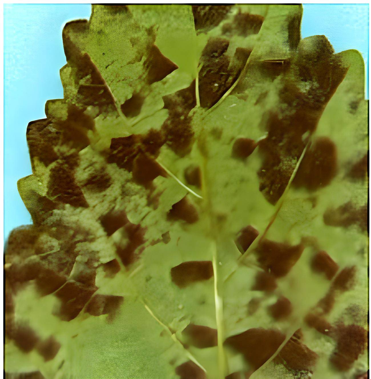 Cercospora malayensis