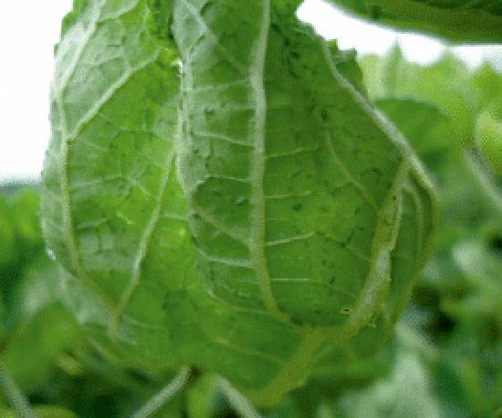 Vector: Whiteflies (Bemisia tabaci)