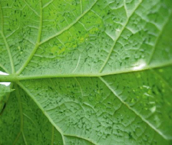 Vector: Whiteflies (Bemisia tabaci)