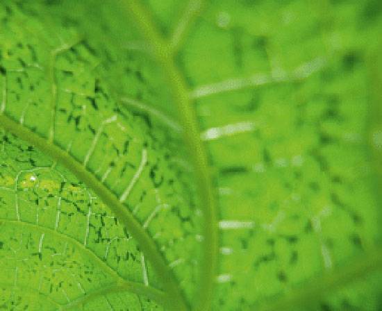 Vector: Whiteflies (Bemisia tabaci)