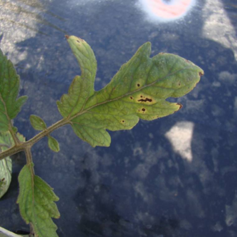 Pseudomonas syringae pv. tomato