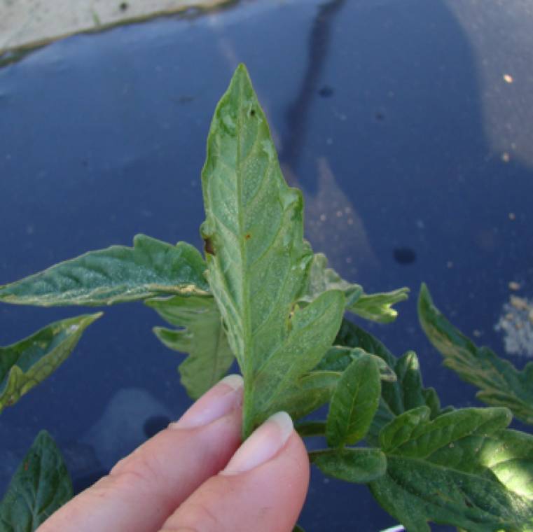 Pseudomonas syringae pv. tomato
