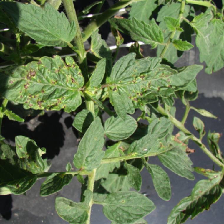 Pseudomonas syringae pv. tomato