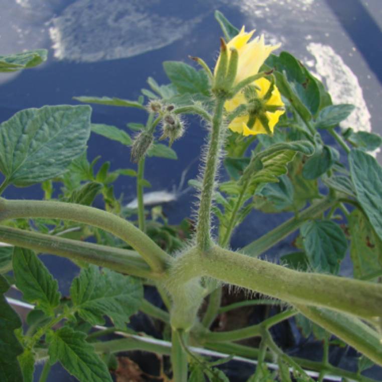 Pseudomonas syringae pv. tomato