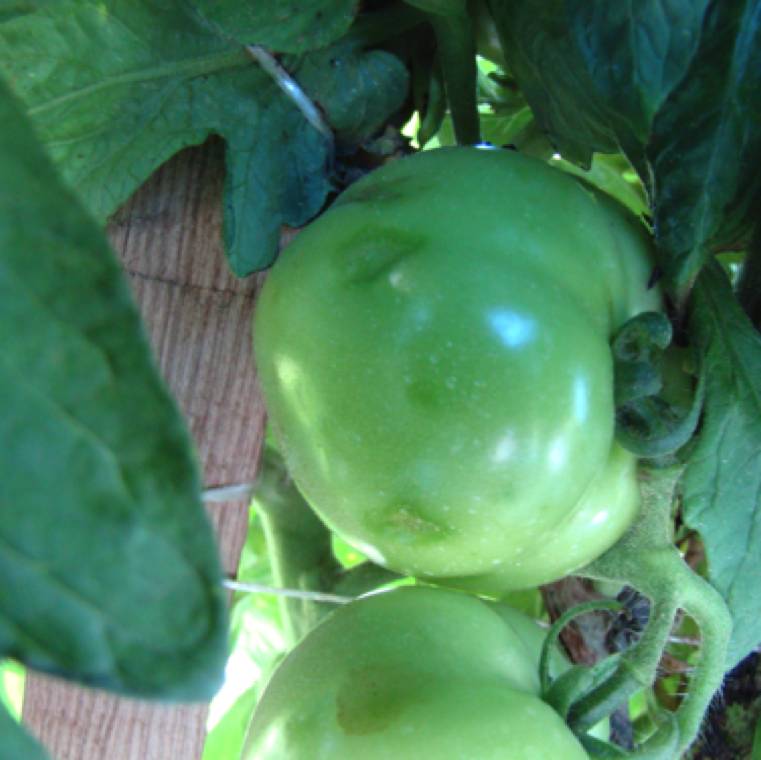 Erwinia carotovora subsp. carotovora