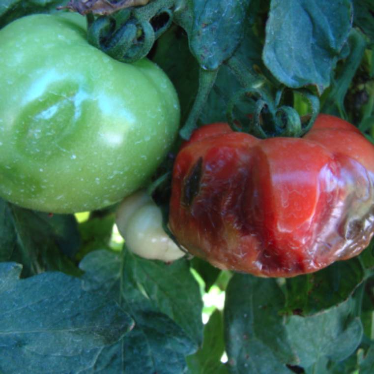 Erwinia carotovora subsp. carotovora