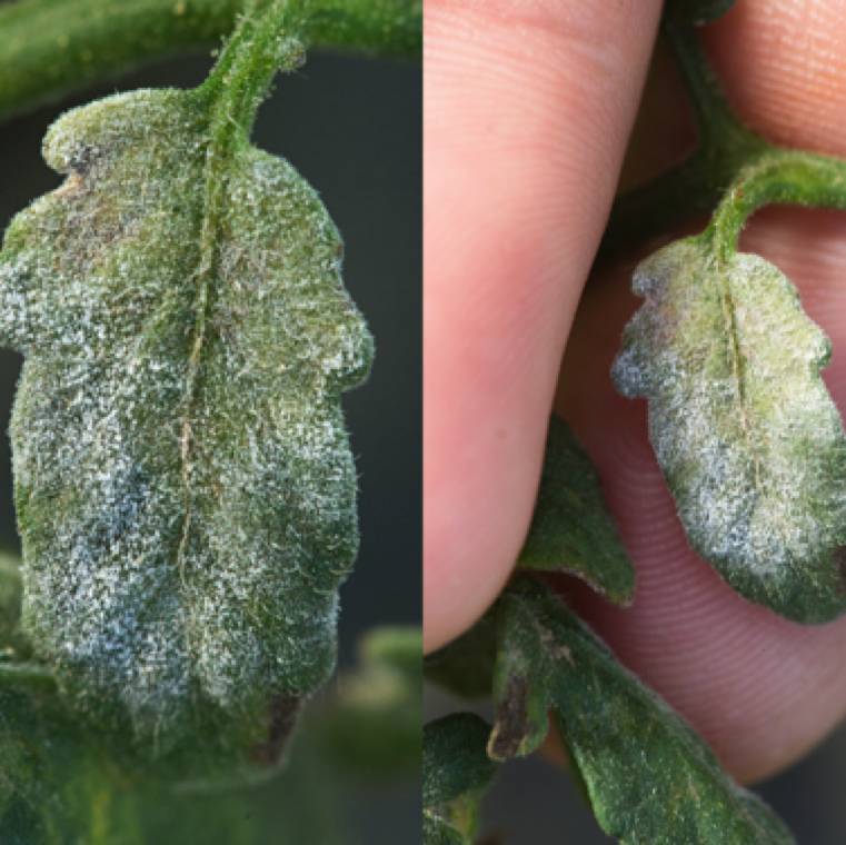 Oidium lycopersicum