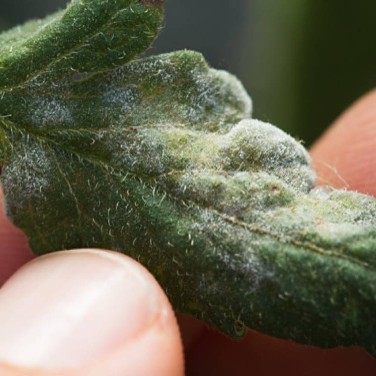 Oidium lycopersicum