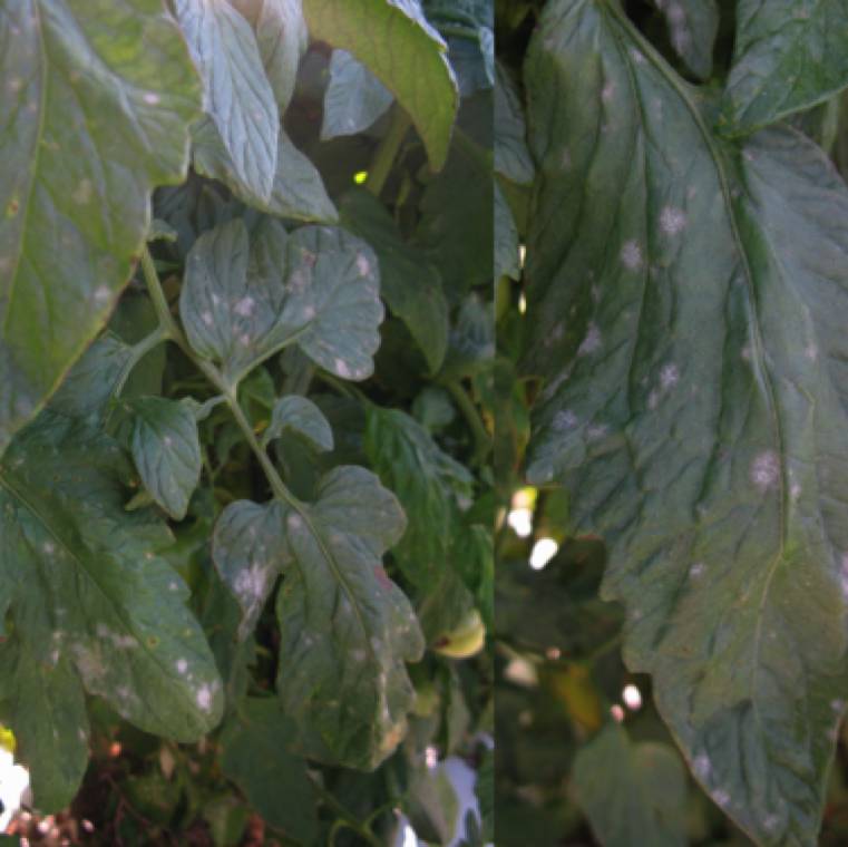 Oidium lycopersicum