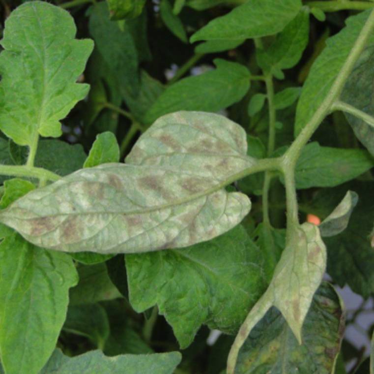 Passalora fulva