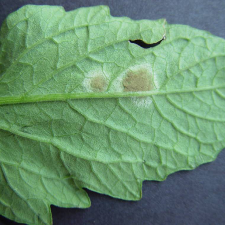 Passalora fulva