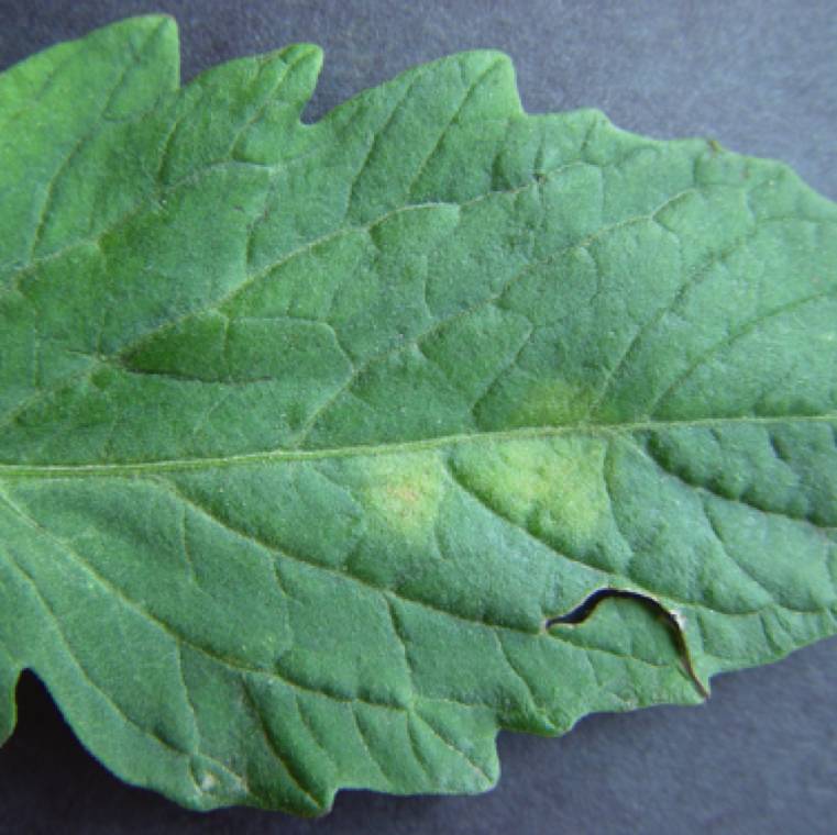 Passalora fulva