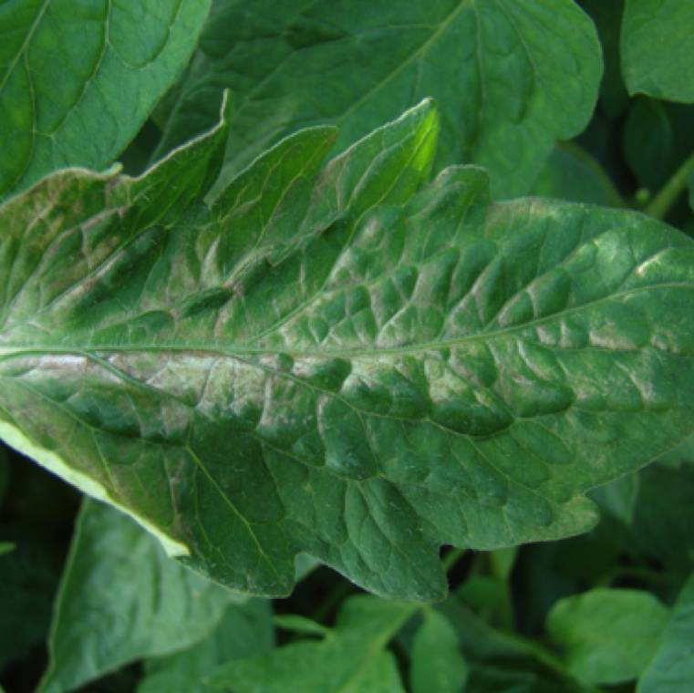 Abiotic Stress