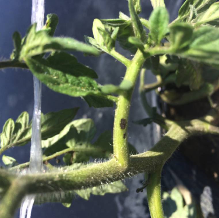 Alternaria alternata f.sp. lycopersici