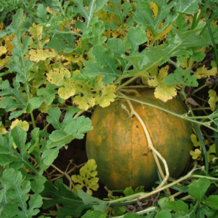 Cercospora citrullina