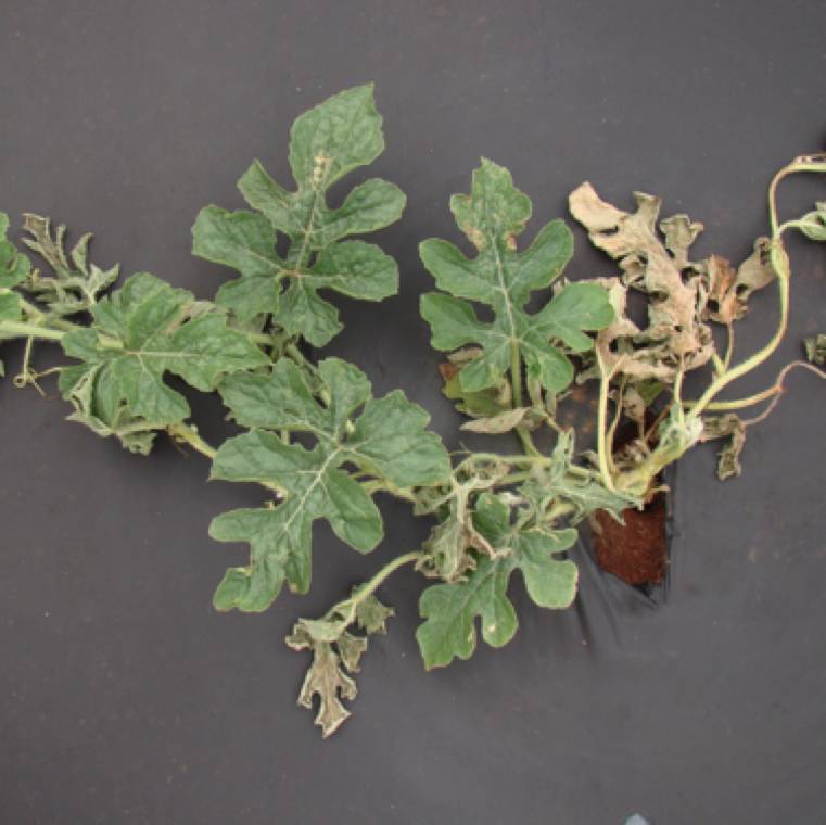 Fusarium oxysporum f.sp. niveum