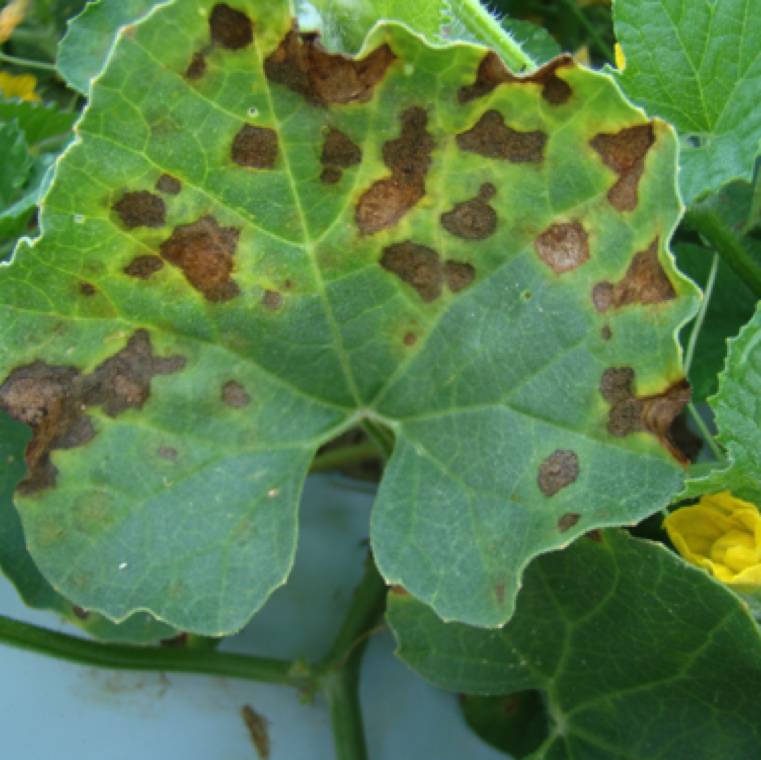 Didymella bryoniae