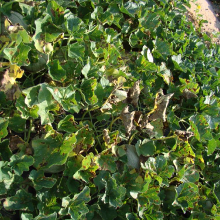Pseudoperonospora cubensis