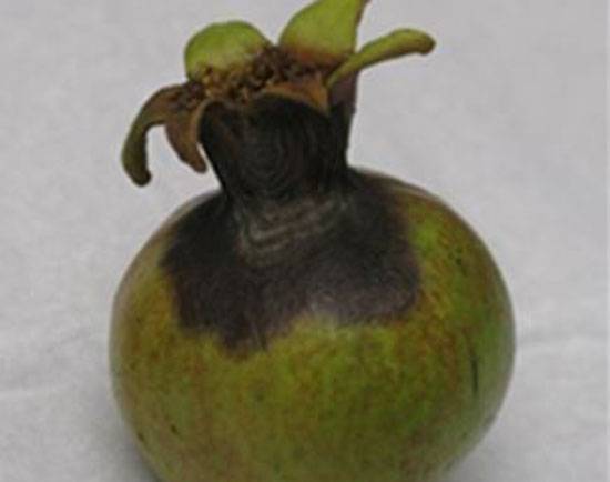 Colletotrichum spp.