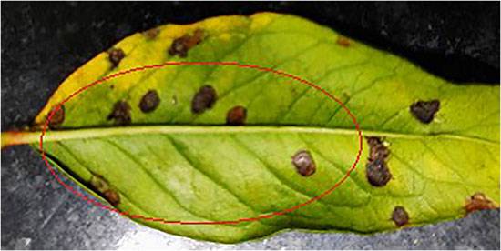 Xanthomonas axonopodis pv. punicae