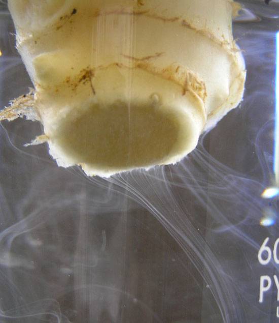Ralstonia solanacearum