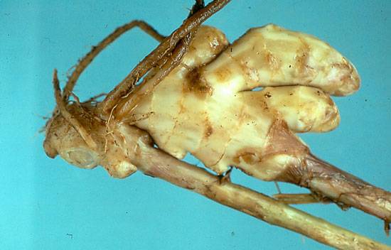 Ralstonia solanacearum