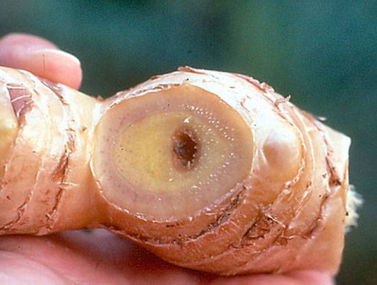 Ralstonia solanacearum
