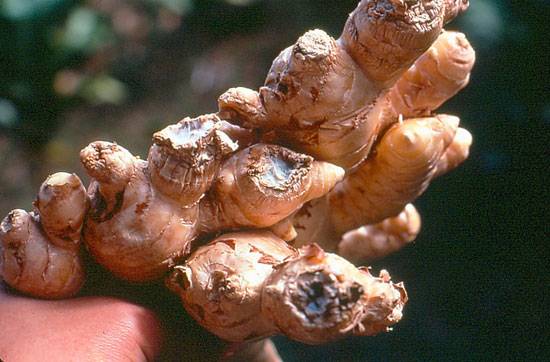 Ralstonia solanacearum